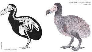 dodo skeletal system + dodo